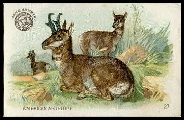 27 American Antelope